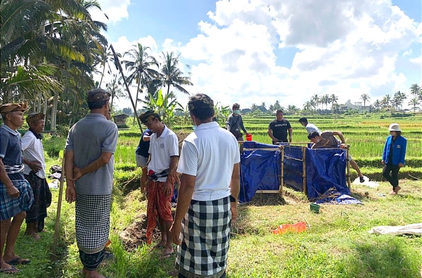  Dampak Kebiasaan Buruk Petani, Puluhan Ton Bahan Kompos “Hilang” Tiap Musim Panen Padi di Bali