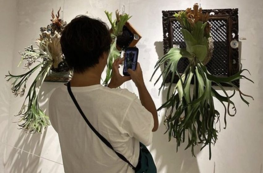 Wow, Simbar Menjangan Bali Berharga Ratusan Juta