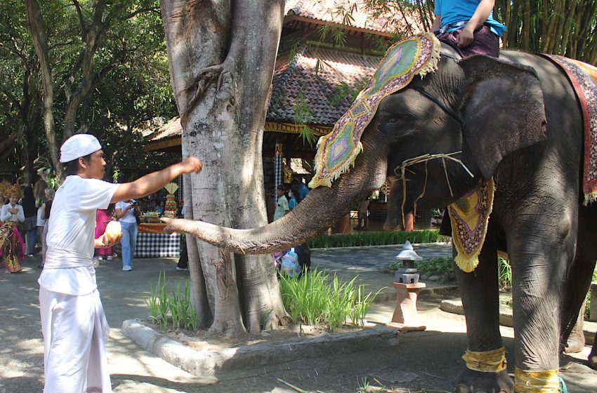  Taman Safari Bali Hargai Keberadaan Satwa dengan Tumpek Kandang