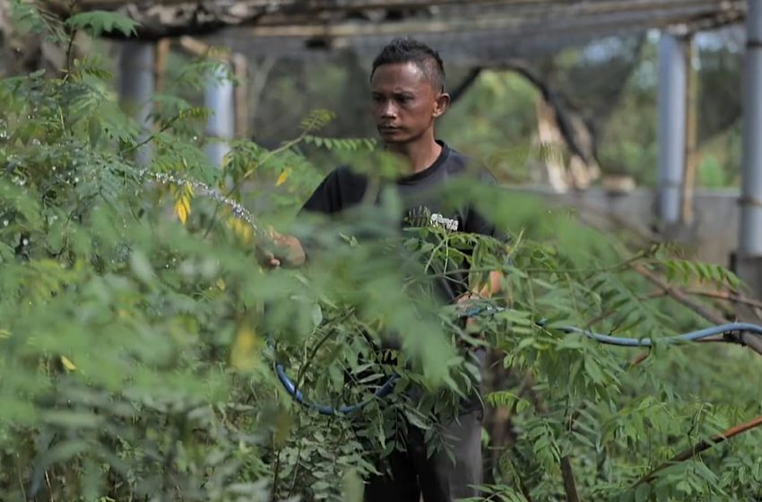  Ubah Lahan Kritis Jadi Hijau dan Produktif, PLN Kembangkan Ekosistem Biomassa Berbasis Pertanian Terpadu